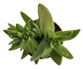 Shark's Tooth Crassula